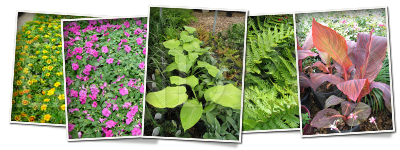 Land Pro Creations - Flowers & Plants
