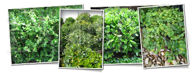 Land Pro Creations - Shrubs